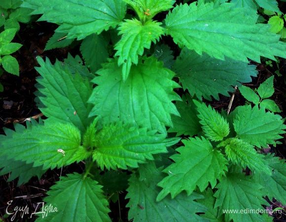 Не забудьте прихватить парочку больших пакетов и кожаные перчатки или резиновые(матерчатые крапива"прожгёт"!)Старайтесь рвать верхнюю треть стебля,но если Вам повезло и успели на молоденькую,то можно срывать почти весь стебелёк!