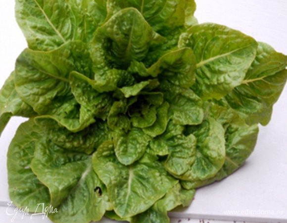 Помыть и высушить свежий салат. У меня вот такой, только с огорода: