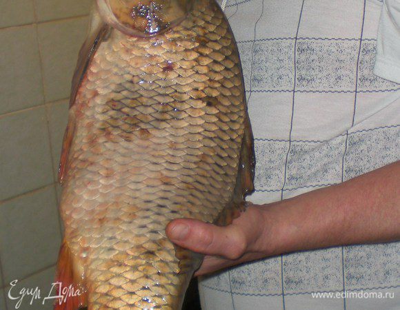 Рыбу почистить,голову можно оставить,только жабры нужно удалить.С головой запеченная рыба смотрится эффектней.Но у меня рыбина оказалась здоровенная и на противень с головой не помещалась,пришлось отрубить.