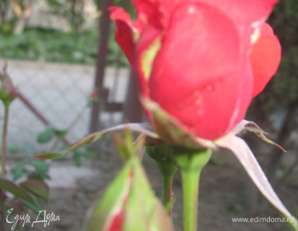 приятного аппетита