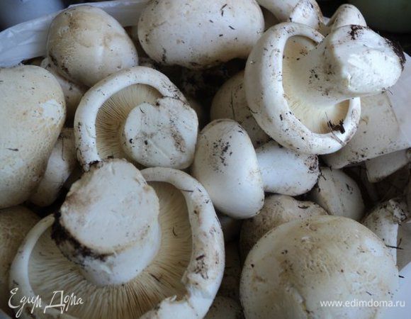 Подготовим грибы, можно брать любые по вашему вкусу. У меня это только свежесобранные крымские белые горные грибы. Эти грибы чем-то напоминают шампиньоны, но пластинки у них светлые. Размер шляпки гриба иногда  достигает в диаметре до 40см и эти грибы никогда не бывают червивыми. Растут на  плато крымских гор.                                                                                                                                                 