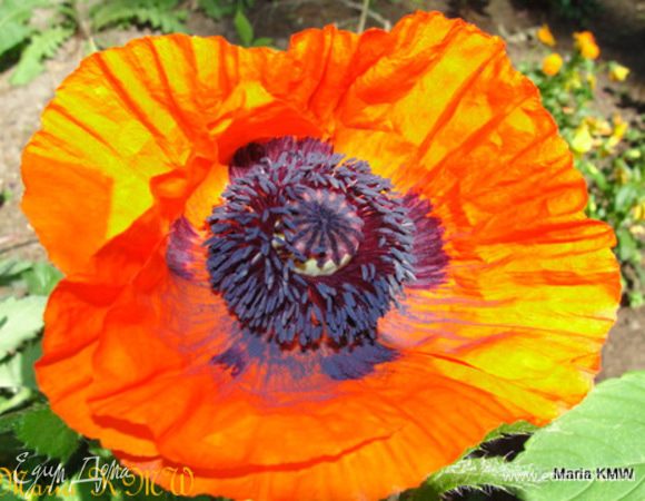 Рецепт пахты для Лизы:
В стакан молока (комнатной температуры) вливается 1,5 столовой ложки лимонного сока, настаивается в теплом месте минут 15-25 - пахта готова!