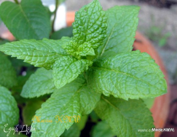 Мяту помыть, помять, мелко порезать.