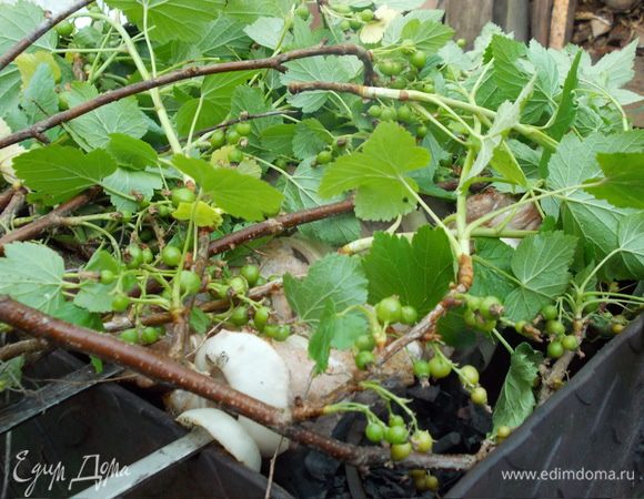 сверху любым поддоном и оставляем готовиться наш шашлык,