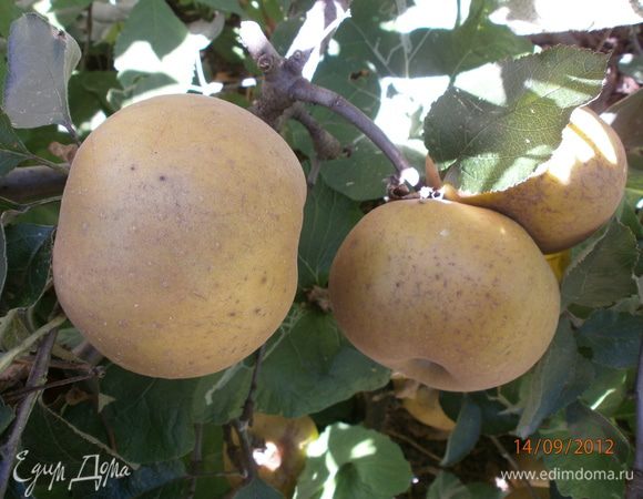 Яблоки сорта "Ренет Канада". Идеальны для пирогов, варенья и моего любимого тирольского штруделя.