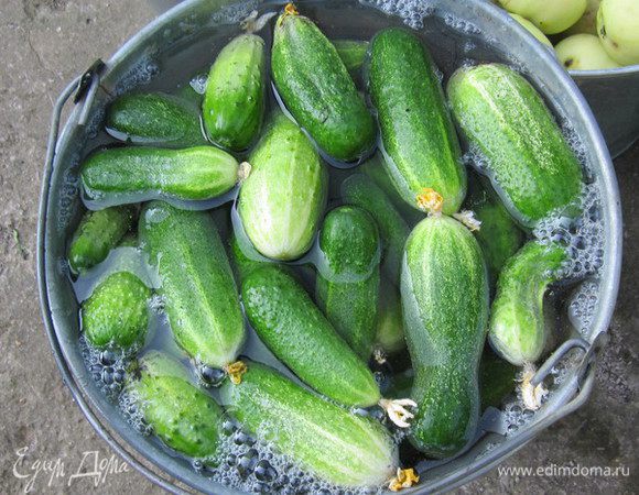 минут через 20 эту воду сливаю и ставлю ее кипетится тем временем ложу в банки 2 ст л соли и 1 ст л сахара когда вода закипела снова заливаю огурцы и добавляю 1 ст л уксуса 70% полную и закатываю банки и переворачиваю и укутываю и оставляю где то на сутки затем готовые банки спускаем в погреб хранятся долго и получаются вкусные если кто любит можно ложить острый перец в стручках я так делаю