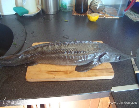 Осетра хорошо вымыть, внутрь положить петрушку, лук и лимон, порезанные кольцами. Сверху посолить и поперчить. Запекать в рукаве, при температуре 180 градусов. Через 20 минут рукав аккуратно раскрыть и запекать еще минут 10. Сверху посыпать зеленью. Приятного аппетита.