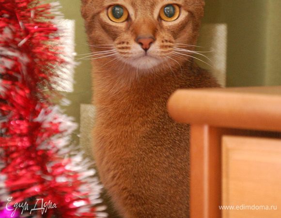 А это наш Маська. На этой фото он такой степенный интеллигент получился….. На самом же деле – наглая, рыжая мордашка, которая постоянно мне мешает фотографировать. Вот и сейчас сидел и пытался лапой сбить овечек с елки.  