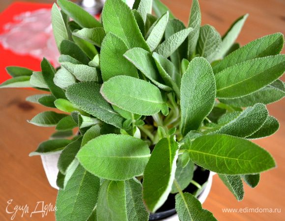 При приготовлении этого блюда мы будем использовать шалфей! )) Если кто еще не знаком с этим чудо-растением, имеющим широкое применение не только в знакомых нам лекарственных целях, но и в кулинарии...  
Это растение наряду с другими приправами входит в рецепты многих кулинарных блюд. Он используется для придания дополнительного аромата к блюдам из говядины, свинины, птицы и рыбы. В виде отдельной пряности это растение применяют для изготовления салатов, овощных блюд, блюд из жирного мяса, которым он придает дополнительный приятный запах и пикантный вкус. Блюда с приправой из шалфея лучше перевариваются желудком. (из интернета)
