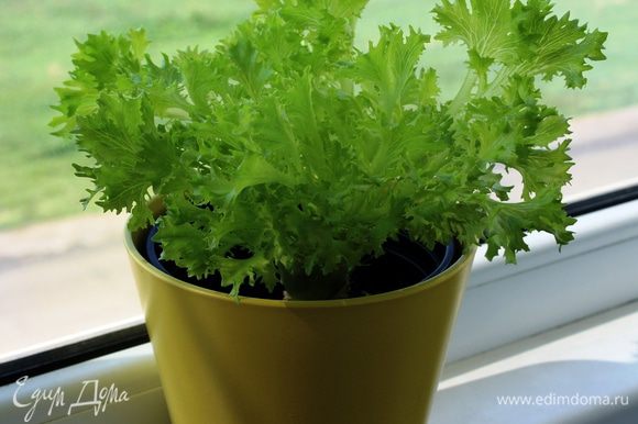 Подавать горячими с зеленью. Вот такой салат вырос на моем окне)))))))))