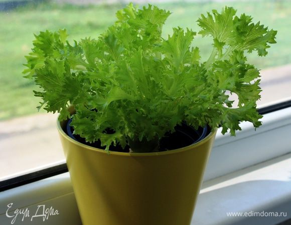 Подавать горячими с зеленью. Вот такой салат вырос на моем окне)))))))))