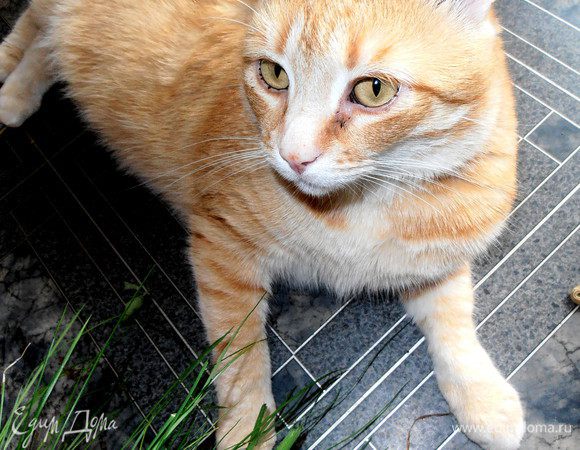 Ну, и по традиции Тофик,возлежащий около свежей травки на кухне (которую они с кошкой напару с удовольствием жуют летом!).