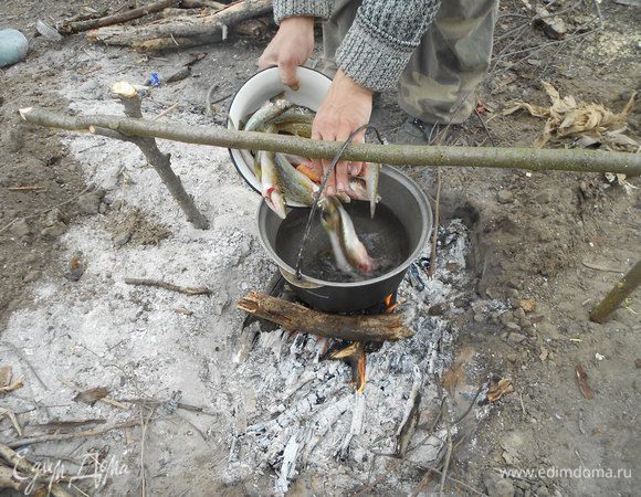 В казанок наливаем воду, ставим на огонь, закладываем очищенную рыбу, солим,  доводим до кипения, собираем пенку. Варим, желательно на медленном огне, хотя огонь костра регулировать сложно. Готовую рыбу вынимаем.