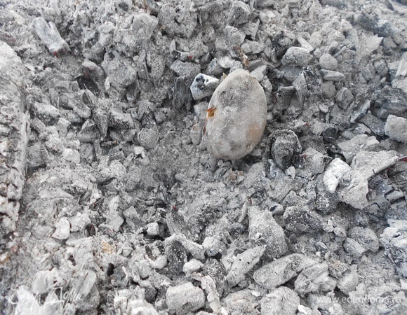  В перегоревшем костре, где много золы, делаем воронку - закладываем картофель (можно завернуть в фольгу), засыпаем золой и проверяем на готовность через 15-20 минут.