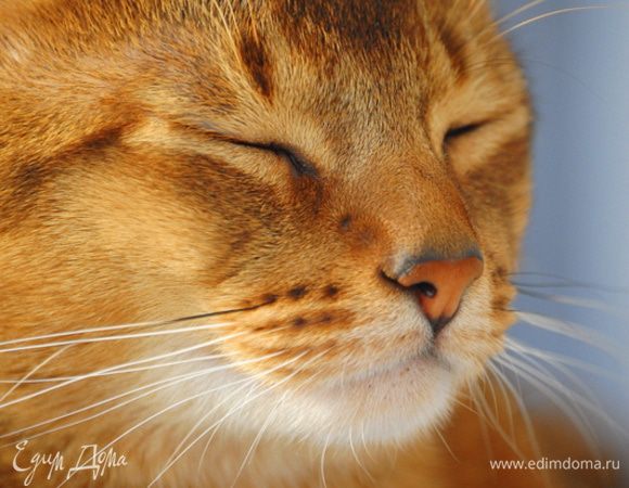 У Тани в рецептах частенько фигурируют фотографии её симпатичных котят, которых все едимдомовцы уже знают поименно.   Вот хочу вас познакомить со своим зверем. Это  наш домашний питомец, невероятная вредина, но при этом самый добрый и ласковый кот в мире -  Маська.  Очень любит фотографироваться и всегда с удовольствием позирует. 