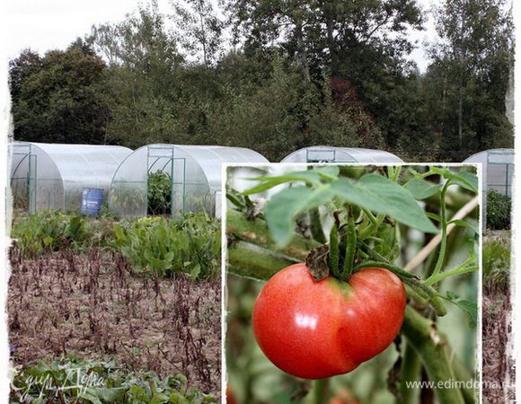 Хоть в рецепте говорят про томат – пасту, я рискнул воспользоваться помидорной грядкой …