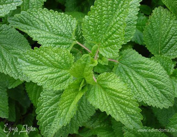 берем мелиссу, у меня с куста домашняя, моем, кладем в кружку