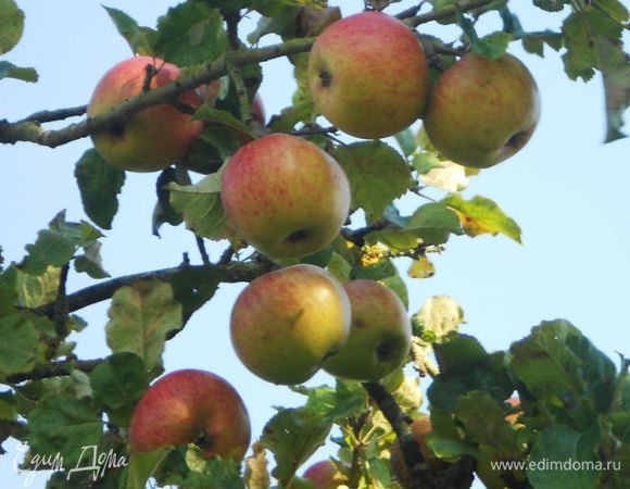 Вот такие яблоки растут в садах,