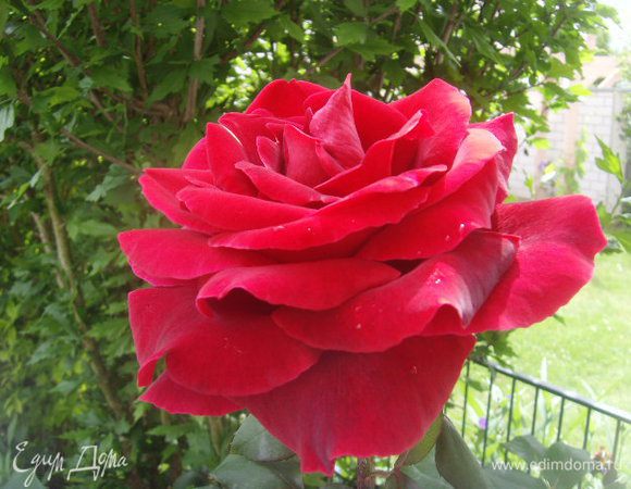 Эта красавица тебе, Викуша ! Желаю удачи!!!