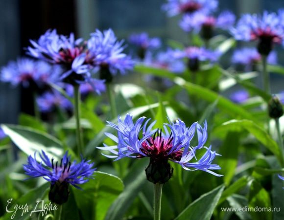 Викуся, а ты любишь васильки? Это тебе)))))))))))