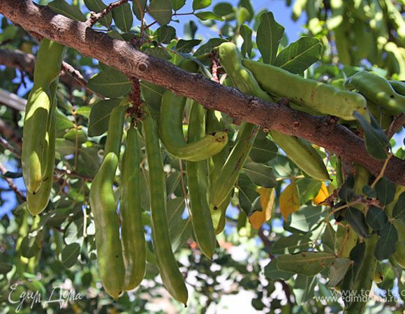 Родиной рожкового дерева считается Палестина, где оно встречается в диком состоянии. Это дерево лучше всего произрастает на сухой каменистой почве, пуская многочисленные крепкие корни в трещины и расщелины. Ствол его, покрытый темно-серой или бурой корой, не велик—он имеет в вышину не более 7—10 метров, но зато он чрезвычайно крепок и долговечен: рожковое дерево может жить несколько столетий. От могучего ствола его во все стороны расходится множество искривленных сучьев и ветвей, покрытых овальными, твердыми, как кожа, парноперистыми (2—3-парными) листьями; эти листья никогда не желтеют—они остаются вечнозелеными.
Период цветения начинается в конце февраля. Мелкие пурпурно-красные цветочки располагаются в форме виноградной кисти.
Плоды, имеющие в длину 15—20 см., а в ширину 2—3 см., созревают в мае; они представляют собою не растрескивающееся бобы с мясистыми жесткими стенками, в которых заключены твердые блестящие чечевицеобразные семена.
Свежие плоды обладают острым вяжущим вкусом и поэтому для еды не годятся; их собирают незрелыми и раскладывают на земле—под действием палящих лучей знойного южного солнца плоды скоро созревают, делаются сладкими и съедобными.
Древние греки, получавшие сладкие стручки из Малой Азии, дали им кличку египетских винных ягод, по всей вероятности потому, что стручки, как и винные ягоды, растут на очень старых корявых деревьях.
Семена сладких стручков имеют приблизительно одинаковый вес поэтому греческие и римские ювелиры употребляли их в качестве единиц веса—каратов. Караты до сих пор не вышли из употребления, ими и теперь еще определяют вес драгоценных вещей (золота и бриллиантов).
Рожковое дерево, однако, было известно в Европе еще задолго до появления арабов, но оно культивировалось, как экзотическое растение, частью для декоративных, частью для религиозных целей.
Рожковое дерево, даже очень старое, обнаруживает признаки довольно деятельной жизни: оно цветет и дает плоды, несмотря на свой весьма преклонный возраст. Рожковое дерево отличается замечательной чистотой—ни на стволе его, ни на ветвях, ни на листьях нет никаких паразитов благодаря этим свойствам, рожковое дерево у многих народов считалось священным. Даже атеистический Рим признавал его святость: это дерево играло известную роль при некоторых религиозных обрядах, между прочим верховный жрец Юпитера, по словам историка Фабия Пиктора, свои срезанные волосы и ногти прятал в земле под тенью рожкового дерева. Верховному жрецу, согласно древним установлениям, вменялось в обязанность соблюдать строжайшим образом чистоту—ему нельзя было прикасаться руками ни к мертвому, ни к заведомо нечистому растению, т. е. такому, которое дает приют паразитам.
В Риме, как и в Палестине, бедные классы населения часто принуждены были питаться плодами рожкового дерева; об этом очень определенно говорит Гораций, у которого нередко встречается выражение: их пищу составляют сладкие стручки.
Абипоны, аборигены Парагвая, желая узнать возраст человека, спрашивают: «сколько раз ты видел рожковое дерево в цвету?»
С этим деревом, которое в Германии называется деревом Иоанна Крестителя, имеет большое сходство по своей природе, но резко разнится от него по связанным с ним религиозным представлениям, — Иудино или багряное дерево. Это растение также имеет свойство цвести даже тогда, когда сильно состарится; его маленькие ярко-красные цветочки, по своей форме напоминающие бабочек с распущенными крыльями, мало гармонируют с побуревшими полусгнившими сучьями, на темном фоне которых они выделяются, точно капли свежей алой крови.
Сладкие стручки имеют разнообразное применение из них добывают сахар, делают сиропы, гонят спирт: из предварительно высушенных и измельченных в порошок плодов, смешанных с пшеничной мукою, изготовляются различные кондитерские изделия.
Но то, что потребляет человек, представляет собою ничтожную величину по сравнению с тем, что истребляется домашними животными, для которых стручки служат превосходным кормом.

(Взято из Интернета)