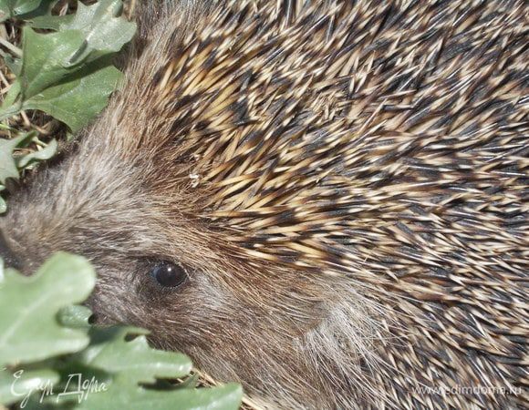 А вот такой красавец Ёж,пожаловал к нам в сад. Любезно попозировал и отправился дальше. Симпатяга!!!!