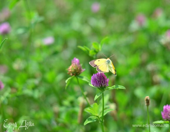 Бабочка прилетела на аромат!