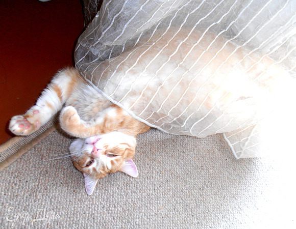 Напоследок снова ленивый котэ)))