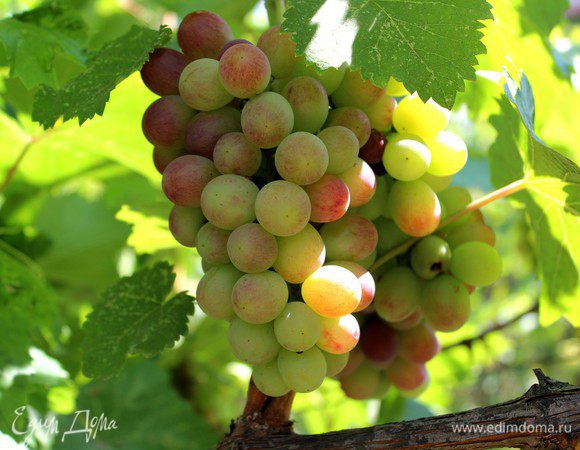 Света! Желаю тебе успеха в битве и дарю тебе гроздь этого солнечного винограда на удачу))))))))))))))