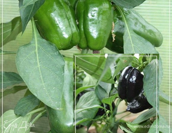 Перец. Про который все говорят, что он болгарский. Хотя, например, венгры против. И я не согласный. Ну какой он болгарский, если у нас в Подмосковье растет.
Вообще говоря, он, конечно еще не созрел. И сорт какой-то интересный. Он, пока наливается – зеленый. Потом фиолетово – черный. А уж после того начнет разноцветьем полыхать. Причем на одном кусте может быть и желтый и красный, например. 
