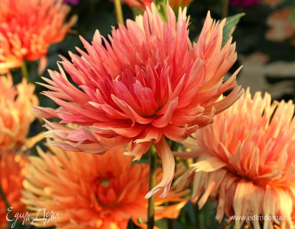 Аля, надеюсь, что ты любишь георгины... Это тебе )))))))))))))