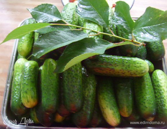 Прошу за ранее прощения, что ингридиенты даю на глаз, но увы пропорции сама не знаю. Огурцы должны быть свежайшими. Замочить огурцы на 2 часа в холодной воде. По истечении времени огурцы тщательно вымыть. Так же вымыть и зелень.