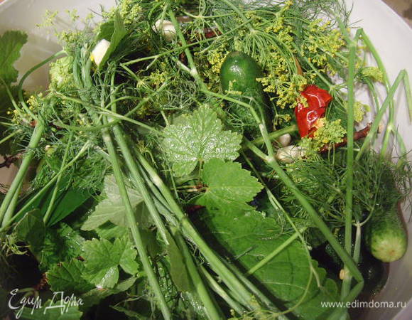 Сначала огурцы закладываются в емкость, чередуя с травками, чесноком и чили, заливаються рапой и солятся в течении 2 дней.