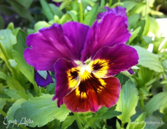 С днем рождения, Юлия!!!