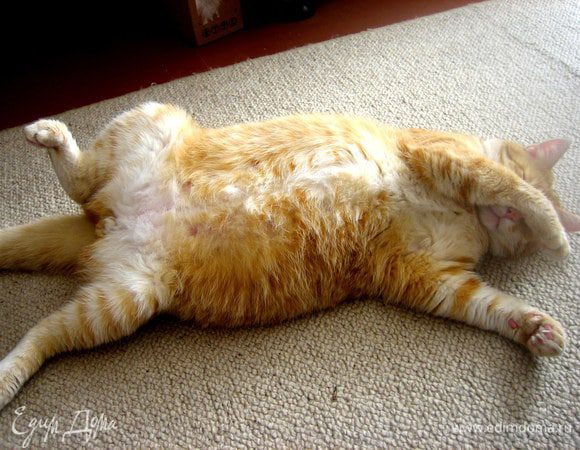 Давно я не показывала своего кота! Дело к осени... Пора и нос прикрыть к холодам во время послеобеденного сна :)