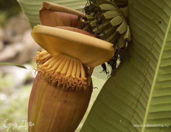 В бананах много калия, они питают наш мозг, улучшают память, поднимают настроение, заряжают энергией и дают сытость на несколько часов. А что ещё нужно ребенку в школе в этот сложный осенний период адаптации? Заверните в бумажный пакет, упакуйте в ланчбокс и дайте ребёнку в школу. Возьмите и с собой на работу! Поверьте, в офисе с кофе - это того стоит!! 
Удачи вам и приятной осени!