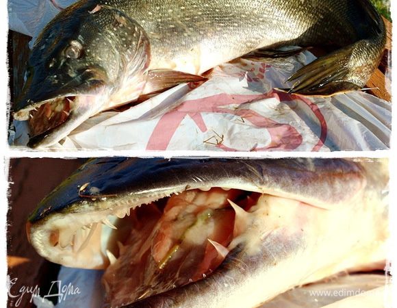 Заплыла к нам в пруд вот такая рыбешка. Ну и пусть себе бы плавала, жалко, что ли? Так нет – целую охоту сафарю устроили. А рыбку словили. Вот она.
Что из нее готовить, долго не думали. Название рецепта, как и собственно рецепт позаимствован у тетушки Молоховец. Елены свет Ивановны. Добрая ей память и наша вечная благодарность.