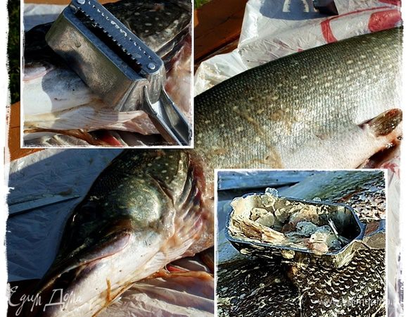 Итак. Что же в этом рецепте про щуку сказано?
Во-первых.
« … Очистить щуку…»© (далее с этим самым значком будут приводиться указания от Елены Ивановны).
Ещё со старорежимных, советских времен есть у нас в хозяйстве вот такая соскребалочка. Очень удобно. Особенно, если, рыба несильно крупная или чешуя у нее мелкая. Тогда она, чешуя остается в этом лоточке.