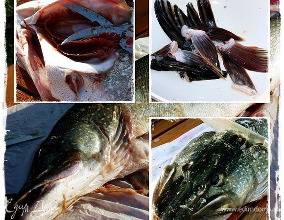 Плавники и хвостики удаляем. НО! не выбрасываем. Из головы жаберки тоже удалим. Эти выкинем, не надо они нам. В общем, то для выловленной из нашего пруда рыбки это не критично, чисто у нас. Но всё же, все же…, следуя всяким там новомодным течениям и современным веяниям…, лучше удалить.
Голову отрезаем и все это – голову, плавники сложили в отдельный пакет. Будет уховый набор. На «потом».
