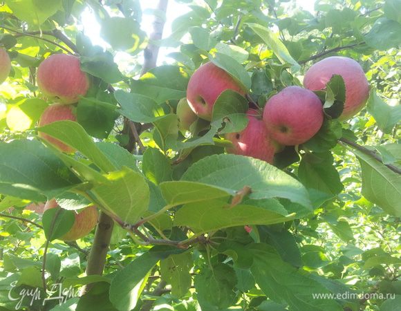Яблоки нежно собираем, моем, очищаем, удаляем сердцевину. Режем дольками произвольно, особенно не фанатеем - пусть будут разной величины.