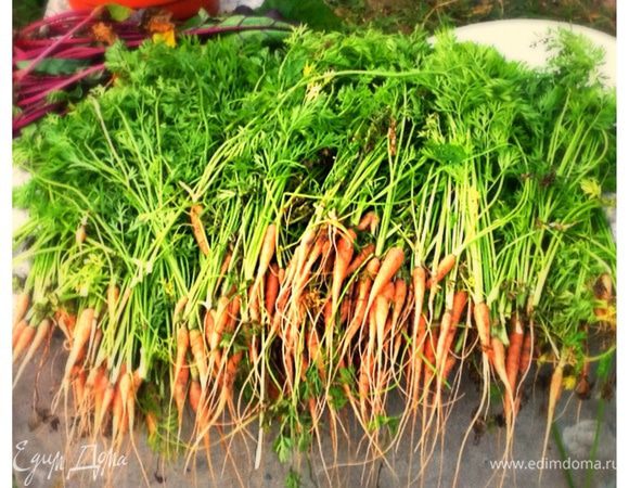 Сначала нужно нарвать свежей морковки на огороде!!