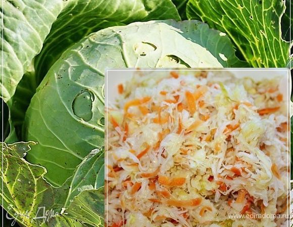 Итак … Коли разговор о кислых щах пойдет, то, во-первых, поговорим о капусте.
Почему-то принято считать, что кислые щи (из квашеной капусты) еда исключительно зимняя. Странно мне это. Странно, потому что я такие щи готов есть всегда. Любимее похлебки просто не бывает. Для меня… ЩИ, в особенности кислые - это вам не, например, луковый суп, или там какой-нибудь буайбес. Это – ЩИ!!!
И готовить их абсолютно просто…, правда быстро не получится, но результат того стоит. Поверьте. Чесслово!
Так вот, зимней эту Еду считают еще и потому что, капусту принято квасить «впрок» аккурат под зиму. По первому морозцу ее собирают и заготавливают. Так что – самое время.
Народ капусту с грядок собрал, урожаю порадовался. И большая часть этой капусты, как уже сказано, будет заготовлена впрок. Т.е. заквашена! Да – да, именно так. Не засолена, или там замаринована (хотя и это встречается), а  именно заквашена. В банках, ведрах, кастрюлях, бочках, а порой и просто в больших бетонных ямах. 
И, в основной своей массе, заквашена она будет совсем просто. Помимо капусты, соль, морковка – вот и все составляющие этой хрустящей и незаменимой королевы закусок. А называться она будет в просторечье «кислой» капустой.
Есть, конечно, и более, так сказать, расширенные способы. Например «Провансаль». С клюковкой, черносливом, яблочком, виноградом…. Исключительно вкусно и невозможнооторватьсяпокавсенесъешь!!! Чесслово.
Много есть способов получить также и нечто необычное. Например, взять и разместить в массе рубленой капусты огурцов. Причем крупных, что называется «семенных». И обязательно эти огурцы вертикально размещать. Ох, доложу я вам, и закусон получается. Вкус совершенно непередаваемый. Или кочанчик некрупный, также в массе рубленной, спрячьте. Когда зимой раскопаете – заплакаете от вкусового очумления.
А если … (про это шепотом, чтобы никто кроме нас не услышал – это секрет) … сварить картошки, не картофеля так какого-то, а именно картошки. Меленько её нарезать. Не мять, а именно нарезать. Лучку головочку … сначала тоненько колечками настрогать, а уж потом эти колечки на «кубики» порезать. Да и смешать это все с квашеной капусткой. И масличком подсолнечным сдобрить. Лучше не рафинированным, а с домашним, всамделишним, ароматным. А? Это вам не буржуинско заграничные артишоки с аманасами. Это ЕДА!!!
НО!!! Закуска закуской, салаты салатами, а приготовить из этой самой, уж простите – я по-нашему, по деревенски, буду называть, кислой капусты можно столько вкуснейшей еды, что перечислять – рука устанет. 
А всё-таки есть главное! Главное и непревзойденное пока в русской кухне блюдо. Правильно – это ЩИ!!!
Вопрос, который неизбежно возникнет. Промывать или нет? А это от многих факторов зависит. Например, от того, как капуста сохранялась. В бочке или банке? Насколько рассол хорош и прозрачен? Сколько времени капуста хранится уже? И прочая … прочая … прочая. Так что просто внимательно посмотрите – и коли сочтете нужным промыть – промойте. А коли, нет, то это щей возможно и не испортит. А наоборот придаст терпкость и прочие радости вкуса. Но будьте внимательны, как сказано, факторов много. Правильно их оцените.
И…. если капусту будете все же покупать, то…! Братцы, я вас умоляю, не перепутайте капустку сладковатую, так сказать закусочную ... и капустку для щей. У неё вкус другой терпковатый и ... вообще ... солоноватая, терпкая квашеная капуста хорошего качества ... вкусная, хрустская и сочная, из бочечки дубовой..., вот какая капуста будет нужна для щей.
Уж коли так много сказано о капусте, то вот она. В меру соленая. Терпкая. Хрустская. Одним словом – самая та, что надо для щей!

Да-да, именно так. КИСЛЫЕ ЩИ. И пусть сейчас набежит куча теоретиков, потрясая выписками из разных …педий и кулинарных книг, где написано…, хотя впрочем, пусть они сами и расскажут, что и как правильно называется. А у нас «в Марьиной роще народ попроще», поэтому мы будем готовить и есть Щи именно КИСЛЫЕ, а не….

Итак, Щи. Подчеркну ещё раз, что буду я тут говорить о Щах только кислых. Т.е. приготовленных из кислой или, если кому удобнее, квашеной капусты. Ибо Щи, как ни крути, а подразумевают главное и основное – наличие в них именно капусты.

Ремарка о Щах из свежей капусты. Я из свежей капусты Щи не люблю. А т.к. пост сочиняю я, то и разговора о таких Щах, хотя они существуют и прекрасно без меня себя чувствуют, не будет. Если кто против, то, пожалуйста – к плите и фотоаппарат в руки. Лично я буду только рад посмотреть. Но не более того.