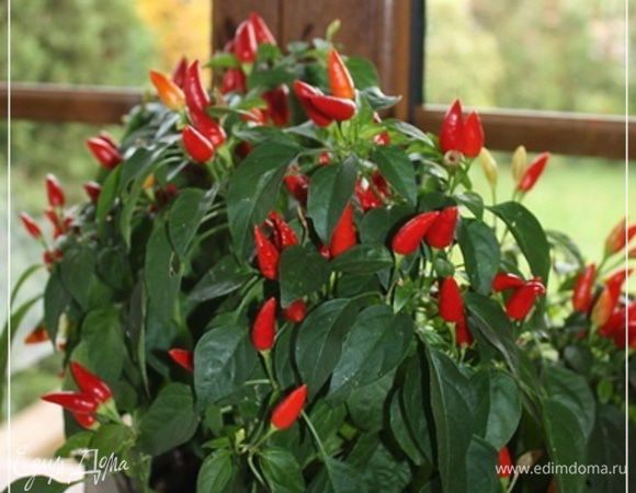 Хочу заметить. Вернее предостеречь. Был я тут в гостях. «На щи» позвали. И так аппетитно «это» выглядело … я рюмочку холодненького сока хлебного опрокинул…, а вот закусить со вкусом и удовольствием не смог. Хозяйка, из лучших самых побуждений, взяла и к петрушке добавила укропчику там и всяких прочих базиликов с экстрагонами, да чесночку. И потом вот так, как я показал, в кастрюлю добавила. И все. Нету щей. То есть умерли щи. Но это – чистой воды ИМХО, как говорится.
Вот. Как только петрушку высыпали в кастрюлю, варим еще совсем совсем недолго. Минут с пяток.
И готово.
Любителям поострее рекомендую вот такой перчик. Он на подоконнике растет. 
