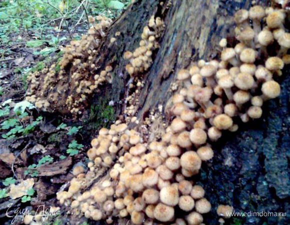 Найти в лесу примерно такое дерево))) Может кому дольше повезет, но мое везение на этом приостановилось)))) 