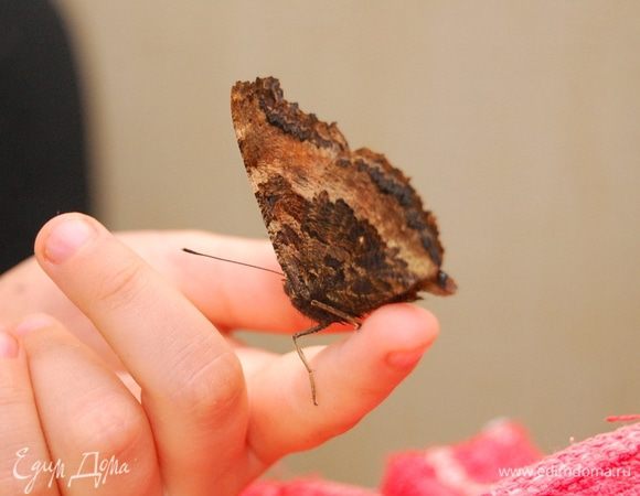 Ну и немного не кулинарного. А у нас с понедельника на кухне живет бабочка Алиса.  Саша нашел её около лифта без признаков жизни. Принес домой, посадил в банку, она отогрелась и ожила. Потом вылетела из банки и вот уже четыре дня в свободном полёте.  Алиса очень  ручная. Подружилась с Кирой,    