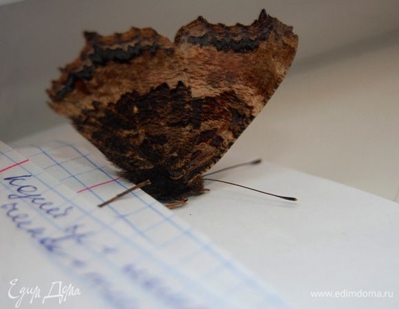 пытается изучать мои кулинарные заметки