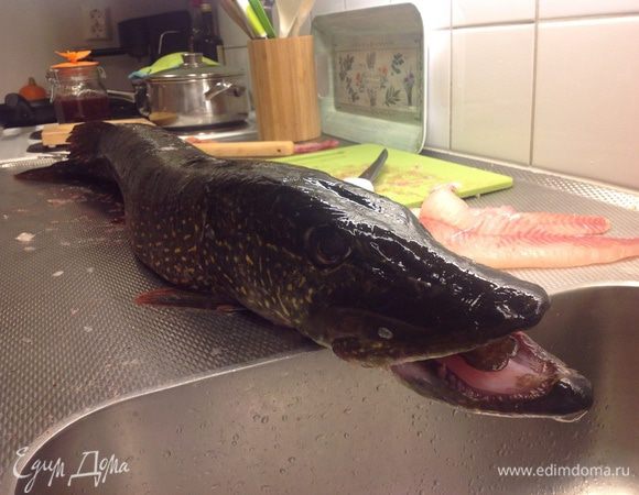 Вот такую щучищу (примерно 5 кг веса) принес муж с рыбалки.... сам сделал филе.... что очень упростило приготовление котлеток!