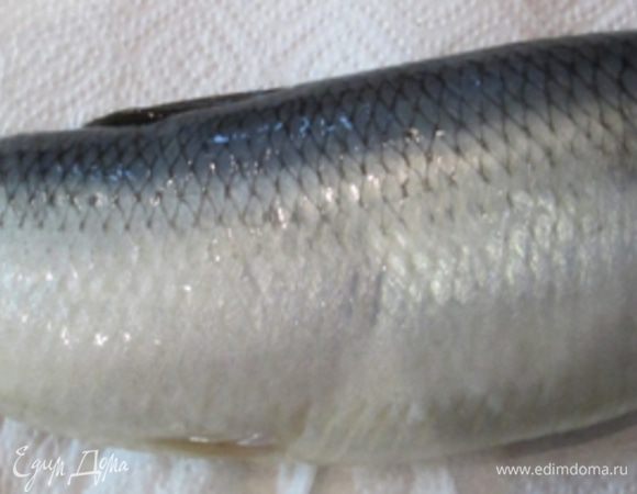 Селедочка…