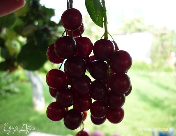 Красная черемуха похожа на вишню. В детстве я слышала легенду, что красную черемуху вывел мой земляк Мичурин, скрестив вишню и черную черемуху. Но это всего лишь легенда... <br />
Итак, соберите черемуху.