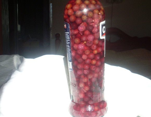 Залить ягоды водкой — она полностью должна покрыть ягоды. Оставить на 2 месяца в холодильнике.